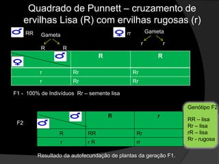 Mendel trabalhou com vários caracteres. Em todos eles, notou que:Em F1 apenas um dos aspectos contrastantes se manifestava (dominante);Em F2 se mantinha a proporção de 75% de indivíduos com caráter dominante para 25% com o caráter recessivo;