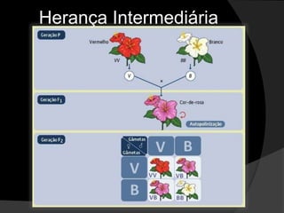 Relembrando....Genes dominantes – letra MAÍUSCULA;Gene recessivo – letra minúscula.
