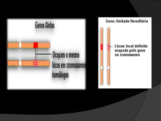 Homólogos: cromossomos que possuem genes para as mesmas características 