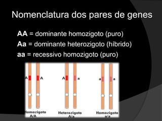 Gene Letal: com efeito mortal. 