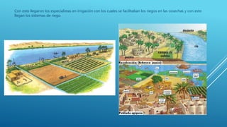 Con esto llegaron los especialistas en irrigación con los cuales se facilitaban los riegos en las cosechas y con esto
llegan los sistemas de riego.
 