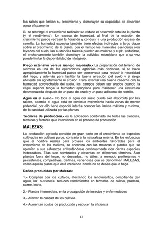 las raíces que limitan su crecimiento y disminuyen su capacidad de absorber
agua eficazmente
Sí se restringe el crecimiento radicular se reduce el desarrollo total de la planta
(y el rendimiento). Un exceso de humedad, al final de la estación de
crecimiento puede retrasar la floración y conducir a una producción escasa de
semilla; La humedad excesiva también tiene efectos indirectos a largo plazo
sobre el crecimiento de la planta, con el tiempo los minerales esenciales son
lavados del suelo, las sustancias tóxicas pueden acumularse y el pH, reducirse,
el encharcamiento también disminuye la actividad microbiana que a su vez
puede limitar la disponibilidad de nitrógeno.
Riego extensivo versus manejo mejorado.- La preparación del terreno de
siembra es una de las operaciones agrícolas más decisivas, sí se hace
apropiadamente la humedad puede ser conservada para reducir la necesidad
del riego, y además para facilitar la buena aireación del suelo y el riego
eficiente sin agrietamiento ni erosión. Para levantar una buena cosecha con la
humedad aprovechable del suelo, los campos deben ser arados cuando la
capa superior tenga la humedad apropiada para mantener una estructura
desmenuzada después de un paso de arado y un paso adicional de rastrillo.
Agua en el suelo.- No toda el agua del suelo puede ser absorbida por las
raíces, además el agua está en continuo movimiento hacia zonas de menor
potencial, por ello tiene especial interés conocer los limites máximo y mínimo,
de la cantidad utilizada por las plantas
Técnicas de producción.- es la aplicación combinada de todas las ciencias,
técnicas y factores que intervienen en el proceso de producción

MALEZAS:
La producción agrícola consiste en gran parte en el crecimiento de especies
cultivadas en cultivos puros, contrario a la naturaleza misma. En los esfuerzos
que el hombre realiza para proveer los ambientes favorables para el
crecimiento de los cultivos, se encontró con las malezas o plantas que se
oponían a sus esfuerzos enfrentándose continuamente con ciertas especies
indeseables. Ellas son nombradas y descritas en diferentes términos. Son
plantas fuera del lugar, no deseadas, no útiles, a menudo proliferantes y
persistentes, competitivas, dañinas, venenosas que se denominan MALEZAS,
como aquella planta que está creciendo donde no se desea que lo haga.
Daños producidos por Malezas:
1.- Compiten con los cultivos, afectando los rendimientos, compitiendo por
agua, luz, nutrientes, reducen rendimientos en términos de cultivo, pradera,
carne, leche.
2.- Plantas intermedias, en la propagación de insectos y enfermedades
3.- Afectan la calidad de los cultivos
4.- Aumentan costos de producción y reducen la eficiencia

17

 