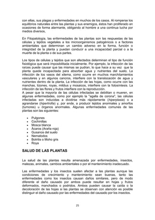 con ellas, sus plagas y enfermedades en muchos de los casos. Al romperse los
equilibrios naturales entre las plantas y sus enemigos, éstos han proliferado en
ocasiones de forma alarmante, obligando al hombre a una continua lucha por
medios diversos,
En Fitopatología, las enfermedades de las plantas son las respuestas de las
células y tejidos vegetales a los microorganismos patogénicos o a factores
ambientales que determinan un cambio adverso en la forma, función o
integridad de la planta y puedan conducir a una incapacidad parcial o a la
muerte de la planta o de sus partes.
Los tipos de células y tejidos que son afectados determinan el tipo de función
fisiológica que será imposibilitada inicialmente. Por ejemplo, la infección de las
raíces puede causar que las mismas se pudran, lo que hace a su vez que la
planta quede incapacitada para absorber agua y nutrientes del suelo. La
infección de los vasos del xilema, como ocurre en muchos marchitamientos
vasculares y en algunos cancros, interfiere con la translocación de agua y
nutrientes dentro de la planta. La infección de las hojas, como ocurre con las
manchas, tizones, royas, mildius y mosaicos, interfiere con la fotosíntesis. La
infección de las flores y frutos interfiere con la reproducción.
A pesar que la mayoría de las células infectadas se debilitan o mueren, en
algunas enfermedades, como por ejemplo la "agalla de corona", las células
infectadas son inducidas a dividirse más rápidamente (hiperplasia) o a
agrandarse (hipertrofia) y, por ende, a producir tejidos anormales y amorfos
(tumores) u órganos anormales. Algunas enfermedades comunes de las
plantas son las siguientes:
Pulgones
Cochinillas
Mosca blanca
Ácaros (Araña roja)
Gusanos del suelo
Nematodos
Botritis o Moho gris
Roya

SALUD DE LAS PLANTAS
La salud de las plantas resulta amenazada por enfermedades, insectos,
malezas, animales, cambios ambientales o por el mantenimiento inadecuado.
Las enfermedades y los insectos suelen afectar a las plantas aunque las
condiciones de crecimiento y mantenimiento sean buenas, tanto las
enfermedades como los insectos causan daños similares, pero de modo
diferente el daño causado por ambos puede resultar en hojas y frutos
deformados, manchados o podridos. Ambos pueden causar la caída o la
decoloración de las hojas si las plantas se observan con atención es posible
distinguir el daño causado por las enfermedades del causado por los insectos.

25

 