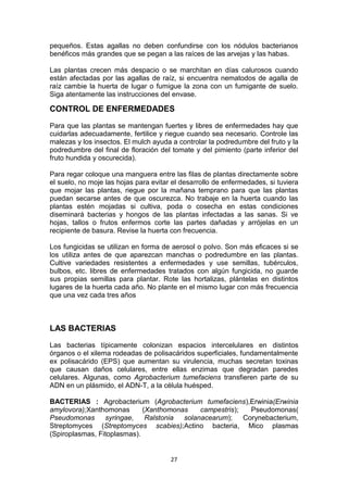 pequeños. Estas agallas no deben confundirse con los nódulos bacterianos
benéficos más grandes que se pegan a las raíces de las arvejas y las habas.
Las plantas crecen más despacio o se marchitan en días calurosos cuando
están afectadas por las agallas de raíz, si encuentra nematodos de agalla de
raíz cambie la huerta de lugar o fumigue la zona con un fumigante de suelo.
Siga atentamente las instrucciones del envase.

CONTROL DE ENFERMEDADES
Para que las plantas se mantengan fuertes y libres de enfermedades hay que
cuidarlas adecuadamente, fertilice y riegue cuando sea necesario. Controle las
malezas y los insectos. El mulch ayuda a controlar la podredumbre del fruto y la
podredumbre del final de floración del tomate y del pimiento (parte inferior del
fruto hundida y oscurecida).
Para regar coloque una manguera entre las filas de plantas directamente sobre
el suelo, no moje las hojas para evitar el desarrollo de enfermedades, si tuviera
que mojar las plantas, riegue por la mañana temprano para que las plantas
puedan secarse antes de que oscurezca. No trabaje en la huerta cuando las
plantas estén mojadas si cultiva, poda o cosecha en estas condiciones
diseminará bacterias y hongos de las plantas infectadas a las sanas. Si ve
hojas, tallos o frutos enfermos corte las partes dañadas y arrójelas en un
recipiente de basura. Revise la huerta con frecuencia.
Los fungicidas se utilizan en forma de aerosol o polvo. Son más eficaces si se
los utiliza antes de que aparezcan manchas o podredumbre en las plantas.
Cultive variedades resistentes a enfermedades y use semillas, tubérculos,
bulbos, etc. libres de enfermedades tratados con algún fungicida, no guarde
sus propias semillas para plantar. Rote las hortalizas, plántelas en distintos
lugares de la huerta cada año. No plante en el mismo lugar con más frecuencia
que una vez cada tres años

LAS BACTERIAS
Las bacterias típicamente colonizan espacios intercelulares en distintos
órganos o el xilema rodeadas de polisacáridos superficiales, fundamentalmente
ex polisacárido (EPS) que aumentan su virulencia, muchas secretan toxinas
que causan daños celulares, entre ellas enzimas que degradan paredes
celulares. Algunas, como Agrobacterium tumefaciens transfieren parte de su
ADN en un plásmido, el ADN-T, a la célula huésped.
BACTERIAS : Agrobacterium (Agrobacterium tumefaciens),Erwinia(Erwinia
amylovora);Xanthomonas
(Xanthomonas
campestris);
Pseudomonas(
Pseudomonas
syringae,
Ralstonia
solanacearum);
Corynebacterium,
Streptomyces (Streptomyces scabies);Actino bacteria, Mico plasmas
(Spiroplasmas, Fitoplasmas).

27

 