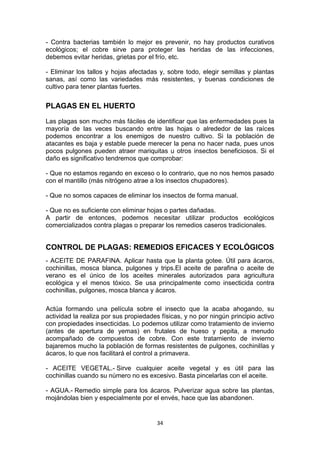 - Contra bacterias también lo mejor es prevenir, no hay productos curativos
ecológicos; el cobre sirve para proteger las heridas de las infecciones,
debemos evitar heridas, grietas por el frío, etc.
- Eliminar los tallos y hojas afectadas y, sobre todo, elegir semillas y plantas
sanas, así como las variedades más resistentes, y buenas condiciones de
cultivo para tener plantas fuertes.

PLAGAS EN EL HUERTO
Las plagas son mucho más fáciles de identificar que las enfermedades pues la
mayoría de las veces buscando entre las hojas o alrededor de las raíces
podemos encontrar a los enemigos de nuestro cultivo. Si la población de
atacantes es baja y estable puede merecer la pena no hacer nada, pues unos
pocos pulgones pueden atraer mariquitas u otros insectos beneficiosos. Si el
daño es significativo tendremos que comprobar:
- Que no estamos regando en exceso o lo contrario, que no nos hemos pasado
con el mantillo (más nitrógeno atrae a los insectos chupadores).
- Que no somos capaces de eliminar los insectos de forma manual.
- Que no es suficiente con eliminar hojas o partes dañadas.
A partir de entonces, podemos necesitar utilizar productos ecológicos
comercializados contra plagas o preparar los remedios caseros tradicionales.

CONTROL DE PLAGAS: REMEDIOS EFICACES Y ECOLÓGICOS
- ACEITE DE PARAFINA. Aplicar hasta que la planta gotee. Útil para ácaros,
cochinillas, mosca blanca, pulgones y trips.El aceite de parafina o aceite de
verano es el único de los aceites minerales autorizados para agricultura
ecológica y el menos tóxico. Se usa principalmente como insecticida contra
cochinillas, pulgones, mosca blanca y ácaros.
Actúa formando una película sobre el insecto que la acaba ahogando, su
actividad la realiza por sus propiedades físicas, y no por ningún principio activo
con propiedades insecticidas. Lo podemos utilizar como tratamiento de invierno
(antes de apertura de yemas) en frutales de hueso y pepita, a menudo
acompañado de compuestos de cobre. Con este tratamiento de invierno
bajaremos mucho la población de formas resistentes de pulgones, cochinillas y
ácaros, lo que nos facilitará el control a primavera.
- ACEITE VEGETAL.- Sirve cualquier aceite vegetal y es útil para las
cochinillas cuando su número no es excesivo. Basta pincelarlas con el aceite.
- AGUA.- Remedio simple para los ácaros. Pulverizar agua sobre las plantas,
mojándolas bien y especialmente por el envés, hace que las abandonen.

34

 