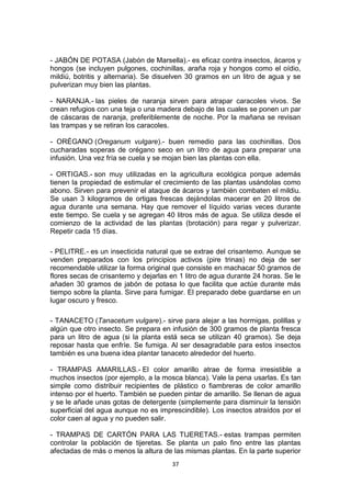 - JABÓN DE POTASA (Jabón de Marsella).- es eficaz contra insectos, ácaros y
hongos (se incluyen pulgones, cochinillas, araña roja y hongos como el oídio,
mildiú, botritis y alternaria). Se disuelven 30 gramos en un litro de agua y se
pulverizan muy bien las plantas.
- NARANJA.- las pieles de naranja sirven para atrapar caracoles vivos. Se
crean refugios con una teja o una madera debajo de las cuales se ponen un par
de cáscaras de naranja, preferiblemente de noche. Por la mañana se revisan
las trampas y se retiran los caracoles.
- ORÉGANO (Oreganum vulgare).- buen remedio para las cochinillas. Dos
cucharadas soperas de orégano seco en un litro de agua para preparar una
infusión. Una vez fría se cuela y se mojan bien las plantas con ella.
- ORTIGAS.- son muy utilizadas en la agricultura ecológica porque además
tienen la propiedad de estimular el crecimiento de las plantas usándolas como
abono. Sirven para prevenir el ataque de ácaros y también combaten el mildiu.
Se usan 3 kilogramos de ortigas frescas dejándolas macerar en 20 litros de
agua durante una semana. Hay que remover el líquido varias veces durante
este tiempo. Se cuela y se agregan 40 litros más de agua. Se utiliza desde el
comienzo de la actividad de las plantas (brotación) para regar y pulverizar.
Repetir cada 15 días.
- PELITRE.- es un insecticida natural que se extrae del crisantemo. Aunque se
venden preparados con los principios activos (pire trinas) no deja de ser
recomendable utilizar la forma original que consiste en machacar 50 gramos de
flores secas de crisantemo y dejarlas en 1 litro de agua durante 24 horas. Se le
añaden 30 gramos de jabón de potasa lo que facilita que actúe durante más
tiempo sobre la planta. Sirve para fumigar. El preparado debe guardarse en un
lugar oscuro y fresco.
- TANACETO (Tanacetum vulgare).- sirve para alejar a las hormigas, polillas y
algún que otro insecto. Se prepara en infusión de 300 gramos de planta fresca
para un litro de agua (si la planta está seca se utilizan 40 gramos). Se deja
reposar hasta que enfríe. Se fumiga. Al ser desagradable para estos insectos
también es una buena idea plantar tanaceto alrededor del huerto.
- TRAMPAS AMARILLAS.- El color amarillo atrae de forma irresistible a
muchos insectos (por ejemplo, a la mosca blanca). Vale la pena usarlas. Es tan
simple como distribuir recipientes de plástico o fiambreras de color amarillo
intenso por el huerto. También se pueden pintar de amarillo. Se llenan de agua
y se le añade unas gotas de detergente (simplemente para disminuir la tensión
superficial del agua aunque no es imprescindible). Los insectos atraídos por el
color caen al agua y no pueden salir.
- TRAMPAS DE CARTÓN PARA LAS TIJERETAS.- estas trampas permiten
controlar la población de tijeretas. Se planta un palo fino entre las plantas
afectadas de más o menos la altura de las mismas plantas. En la parte superior
37

 