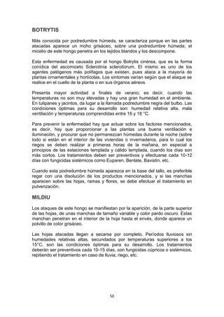 BOTRYTIS
Más conocida por podredumbre húmeda, se caracteriza porque en las partes
atacadas aparece un moho grisáceo, sobre una podredumbre húmeda; el
micelio de este hongo penetra en los tejidos blandos y los descompone.
Esta enfermedad es causada por el hongo Botrytis cinérea, que es la forma
conídica del ascomiceto Sclerotinia sclerotiorum. El mismo es uno de los
agentes patógenos más polífagos que existen, pues ataca a la mayoría de
plantas ornamentales y hortícolas. Los síntomas varían según que el ataque se
realice en el cuello de la planta o en sus órganos aéreos.
Presenta mayor actividad a finales de verano; es decir, cuando las
temperaturas no son muy elevadas y hay una gran humedad en el ambiente.
En tulipanes y jacintos, da lugar a la llamada podredumbre negra del bulbo. Las
condiciones óptimas para su desarrollo son: humedad relativa alta, mala
ventilación y temperaturas comprendidas entre 16 y 18 °C.
Para prevenir la enfermedad hay que actuar sobre los factores mencionados,
es decir, hay que proporcionar a las plantas una buena ventilación e
iluminación, y procurar que no permanezcan húmedas durante la noche (sobre
todo si están en el interior de las viviendas o invernaderos, para lo cual los
riegos se deben realizar a primeras horas de la mañana, en especial a
principios de las estaciones templada y cálido templada, cuando los días son
más cortos. Los tratamientos deben ser preventivos y efectuarse cada 10-12
días con fungicidas sistémicos como Euparen, Benlate, Bavistin, etc.
Cuando esta podredumbre húmeda aparezca en la base del tallo, es preferible
regar con una disolución de los productos mencionados, y si las manchas
aparecen sobre las hojas, ramas y flores, se debe efectuar el tratamiento en
pulverización.

MILDIU
Los ataques de este hongo se manifiestan por la aparición, de la parte superior
de las hojas, de unas manchas de tamaño variable y color pardo oscuro. Estas
manchan penetran en el interior de la hoja hasta el envés, donde aparece un
polvillo de color grisáceo.
Las hojas atacadas llegan a secarse por completo. Períodos lluviosos sin
humedades relativas altas, secundados por temperaturas superiores a los
15°C, son las condiciones óptimas para su desarrollo. Los tratamientos
deberán ser preventivos cada 10-15 días, con fungicidas cúpricos o sistémicos,
repitiendo el tratamiento en caso de lluvia, riego, etc.

50

 