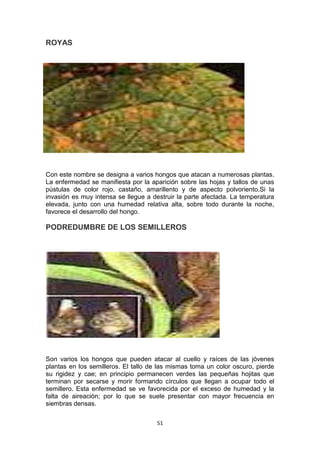 ROYAS

Con este nombre se designa a varios hongos que atacan a numerosas plantas.
La enfermedad se manifiesta por la aparición sobre las hojas y tallos de unas
pústulas de color rojo, castaño, amarillento y de aspecto polvoriento.Si la
invasión es muy intensa se llegue a destruir la parte afectada. La temperatura
elevada, junto con una humedad relativa alta, sobre todo durante la noche,
favorece el desarrollo del hongo.

PODREDUMBRE DE LOS SEMILLEROS

Son varios los hongos que pueden atacar al cuello y raíces de las jóvenes
plantas en los semilleros. El tallo de las mismas toma un color oscuro, pierde
su rigidez y cae; en principio permanecen verdes las pequeñas hojitas que
terminan por secarse y morir formando círculos que llegan a ocupar todo el
semillero. Esta enfermedad se ve favorecida por el exceso de humedad y la
falta de aireación; por lo que se suele presentar con mayor frecuencia en
siembras densas.
51

 