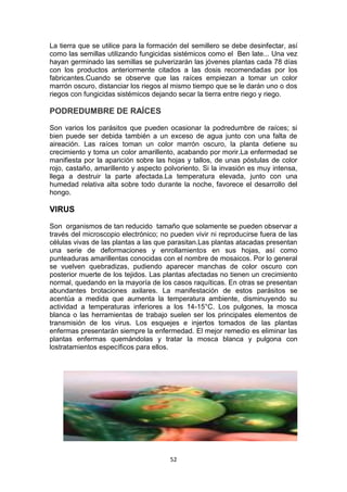 La tierra que se utilice para la formación del semillero se debe desinfectar, así
como las semillas utilizando fungicidas sistémicos como el Ben late... Una vez
hayan germinado las semillas se pulverizarán las jóvenes plantas cada 78 días
con los productos anteriormente citados a las dosis recomendadas por los
fabricantes.Cuando se observe que las raíces empiezan a tomar un color
marrón oscuro, distanciar los riegos al mismo tiempo que se le darán uno o dos
riegos con fungicidas sistémicos dejando secar la tierra entre riego y riego.

PODREDUMBRE DE RAÍCES
Son varios los parásitos que pueden ocasionar la podredumbre de raíces; si
bien puede ser debida también a un exceso de agua junto con una falta de
aireación. Las raíces toman un color marrón oscuro, la planta detiene su
crecimiento y toma un color amarillento, acabando por morir.La enfermedad se
manifiesta por la aparición sobre las hojas y tallos, de unas póstulas de color
rojo, castaño, amarillento y aspecto polvoriento. Si la invasión es muy intensa,
llega a destruir la parte afectada.La temperatura elevada, junto con una
humedad relativa alta sobre todo durante la noche, favorece el desarrollo del
hongo.

VIRUS
Son organismos de tan reducido tamaño que solamente se pueden observar a
través del microscopio electrónico; no pueden vivir ni reproducirse fuera de las
células vivas de las plantas a las que parasitan.Las plantas atacadas presentan
una serie de deformaciones y enrollamientos en sus hojas, así como
punteaduras amarillentas conocidas con el nombre de mosaicos. Por lo general
se vuelven quebradizas, pudiendo aparecer manchas de color oscuro con
posterior muerte de los tejidos. Las plantas afectadas no tienen un crecimiento
normal, quedando en la mayoría de los casos raquíticas. En otras se presentan
abundantes brotaciones axilares. La manifestación de estos parásitos se
acentúa a medida que aumenta la temperatura ambiente, disminuyendo su
actividad a temperaturas inferiores a los 14-15°C. Los pulgones, la mosca
blanca o las herramientas de trabajo suelen ser los principales elementos de
transmisión de los virus. Los esquejes e injertos tomados de las plantas
enfermas presentarán siempre la enfermedad. El mejor remedio es eliminar las
plantas enfermas quemándolas y tratar la mosca blanca y pulgona con
lostratamientos específicos para ellos.

52

 