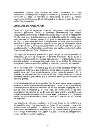 enfermedad proviene casi siempre de unas condiciones de cultivo
inadecuadas, con temperaturas bajas, humedad alta y abonados en exceso.Su
prevención se basa en reajustar las condiciones de cultivo y efectuar
tratamientos periódicos con Zineb, Mancozeb y productos a base de cobre y
sulfato de oxiquinoleina.

CUIDADOS DE APLICACIÓN
Tanto los fungicidas orgánicos como los inorgánicos cuya acción no es
sistémica, previenen, evitan y controlan perfectamente los hongos
ectoparásitos, así como los endoparásitos antes de penetrar en el hospedante.
Pero hay que tener la preocupación de que todas las partes del vegetal estén
protegidas por los mismos, ya que, al no tener acción sistémica, es suficiente
un riego copioso sobre las hojas o simplemente la lluvia, para arrastrarlos,
dejando a la planta sin protección alguna. De ahí que los tratamientos deban
ser más frecuentes y haya que procurar mojar todas las hojas, ramas y tallos
con el producto. Los fungicidas no sistémicos son: azufre, oxicloruro de cobre,
Zineb, Maneb, Captan, Thiran, Karatane, etc.
Los fungicidas sistémicos presentan la gran ventaja de que no pueden ser
arrastrados, ya que se incorporan al torrente circulatorio de la planta y
controlan perfectamente los hongos ectoparásitos y endoparásitos, incluso
después de haber penetrado éstos en el interior de los tejidos. De ahí la gran
ventaja que presentan estos fungicidas y el desarrollo que están adquiriendo.
En la aplicación debe procurarse que las máquinas utilizadas tengan una
pulverización uniforme y que el tamaño de las gotas de agua sea lo menor
posible, para cubrir toda la planta con el mínimo gasto de producto. Con la
cantidad de éste que se vaya a utilizar se realiza una papilla en un vaso o
recipiente pequeño, procurando que el contenido esté todo bien disuelto y no
presente grumos.
En la máquina de pulverizar se pone la mitad del agua que se vaya a necesitar,
se vierte la papilla y se añade el resto del agua. Los caldos así preparados no
se deben guardar de un día para otro; de ahí que siempre se prepare sólo lo
que se vaya a necesitar y, si sobra algo, se elimina.Después de cada
pulverización, la máquina se ha de lavar con agua limpia y abundante para
impedir que queden restos de producto que vayan a deteriorarla o incluso que
puedan ser arrastrados en la siguiente pulverización y ocasionen toxicidad en
los vegetales.
Los tratamientos deberán efectuarse a primeras horas de la mañana o a
últimas de la tarde, y jamás durante las horas de máximo calor, para evitar
problemas de fitotoxicidad con algunos de los productos.Otro remedio que
existe contra esta enfermedad es de arrancar las plantas enfermas y destruirlas
con el fuego, tratamientos con Captan al 0,25% y sulfato de estreptomicina
suelen retardar la muerte e la planta.

54

 