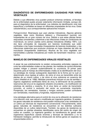 DIAGNÓSTICO DE ENFERMEDADES CAUSADAS POR VIRUS
VEGETALES
Debido a que diferentes virus pueden producir síntomas similares, el fenotipo
de la enfermedad puede proveer solamente información limitada, aunque útil,
para el diagnóstico de la enfermedad. Los métodos de identificación viral más
específicos y confiables se basan en diferentes propiedades de los virus. Estas
características y sus correspondientes aplicaciones incluyen:
Patogenicidad. Bioensayos que usan plantas indicadoras. Algunos géneros
vegetales, tales como Nicotiana (tabaco) y Chenopodium (quinoa) son
hospedantes de un gran número de virus. Debido a que estas plantas tienen
respuestas consistentes y distintivas a las infecciones virales en condiciones de
invernáculo, es común usarlas como plantas indicadoras (Walkey 1991). Los
dos tipos principales de respuesta son lesiones localizadas que están
confinadas a las hojas inoculadas (hospedantes de lesiones localizadas), y las
infecciones sistémicas que producen síntomas en hojas distantes del sitio de
inoculación (hospedantes sistémicos). Muchos de los virus vegetales son
transmisibles a plantas indicadoras por medio de transmisión mecánica o por
injertos.

MANEJO DE ENFERMEDADES VIRALES VEGETALES
A pesar de que prácticamente no existen compuestos antivirales capaces de
curar las enfermedades virales en las plantas, las medidas de control eficientes
pueden mitigar o prevenir sustancialmente su ocurrencia. El primer paso
requerido para el manejo de enfermedades virales es la identificación del virus.
La estrategia de manejo subsiguiente dependerá de la forma por la cual un
determinado virus ingresa al cultivo, de cómo el virus es transmitido entre las
plantas de un mismo cultivo, y de cómo el virus sobrevive en ausencia del
cultivo (Haddidi et al. 1998). Medidas preventivas incluyen el uso de semillas u
órganos vegetativos certificados libres de virus, la eliminación de los posibles
reservorios del virus en la vegetación silvestre circundante, y la modificación de
prácticas de siembra y cosecha. Si el virus tiene un vector de transmisión
conocido, el control o exclusión del vector es sumamente importante.
Porejemplo, los nematodos, insectos y hongos vectores pueden controlarse
con nematicidas, insecticidas y fungicidas, respectivamente.
Una estrategia alternativa para el control de virus es la utilización de resistencia
a la infección viral, sea natural o modificada por ingeniería genética. Si existen,
los genes naturales de resistencia viral pueden introducirse a las variedades de
un cultivo por técnicas de mejoramiento convencional. Frecuentemente, estos
genes naturales de resistencia se encuentran en los distintos cultivares
disponibles de un cultivo determinado. También, los genes de resistencia se
encuentran en plantas silvestres identificadas cerca del centro de origen del
cultivo en cuestión. La ingeniería genética -la transferencia de genes entre
organismos específicos usando enzimas y técnicas de laboratorio y no la
hibridación biológica- permite la introducción de dichos genes en especies no
emparentadas entre sí.
59

 