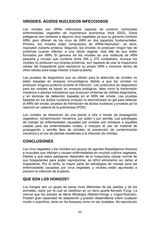 VIROIDES: ÁCIDOS NUCLEICOS INFECCIOSOS
Los viroides son ARNs infecciosos capaces de producir numerosas
enfermedades vegetales de importancia económica (Hull 2002). Estos
patógenos son similares a algunos virus vegetales ya que su genoma contiene
ARN, pero difieren de los virus de ARN en dos aspectos fundamentales.
Primero, los viroides están compuestos de ARNs”desnudos”, es decir,
noposeen cubierta proteica. Segundo, los viroides no producen ningún tipo de
proteínas cuando infectan a una célula vegetal, más allá de que estén
formados por ARN. El genoma de los viroides es una molécula de ARN
pequeña y circular que contiene entre 246 y 375 nucleótidos. Aunque los
viroides no producen sus propias proteínas, son capaces de usar la maquinaria
celular del hospedante para reproducir su propio ARN y moverse dentro de
otras células para luego infectar a toda la planta.
Las pruebas de diagnóstico que se utilizan para la detección de viroides no
están basadas en ensayos inmunológicos debido a que los viroides no
producen ninguna proteína durante la infección. Los protocolos de diagnóstico
para los viroides se basan en ensayos biológicos, tales como la transmisión
mecánica a plantas indicadoras que producen síntomas de utilidad diagnóstica,
y en técnicas de detección basadas en el ARN del viroide. Las pruebas
basadas en los ácidos nucleicos incluyen la electroforesis en gel para detectar
el ARN del viroide, pruebas de hibridación de ácidos nucleicos y pruebas por la
reacción en cadena de la polimerasa (PCR).
Los viroides se diseminan de una planta a otra a través de propagación
vegetativa, contaminación mecánica, por polen o por semilla. Las estrategias
de manejo de enfermedades causadas por viroides son similares a aquellas
usadas para las enfermedades virales, e incluyen el uso de material de
propagación y semilla libre de viroides, la prevención de contaminación
mecánica y el uso de plantas resistentes a la infección de viroides.

CONCLUSIONES
Los virus vegetales y los viroides son grupos de agentes fitopatógenos diversos
e inusuales que infectan y causan enfermedades en muchos cultivos vegetales.
Debido a que estos patógenos dependen de la maquinaria celular normal de
sus hospedantes para poder reproducirse, es difícil eliminarlos sin dañar al
hospedante. Por lo tanto, la mayor parte de estrategias de manejo para las
enfermedades causadas por virus vegetales y viroides están apuntadas a
prevenir la infección de la planta.

QUE SON LOS HONGOS?
Los hongos son un grupo de seres vivos diferentes de las plantas y de los
animales, razón por la cual se clasifican en un reino aparte llamado Fungí. La
ciencia que los estudia se llama Micología (Mykes=Hongo y Logos=Estudio).
Poseen gran capacidad de adaptación y pueden desarrollarse sobre cualquier
medio o superficie, tanto en los bosques como en las ciudades. Se reproducen
60

 