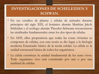 INVESTIGACIONES DE SCHELEIDEN Y
SCHWAN.
• En sus estudios de plantas y células de animales durante
principios del siglo XIX, el botánico alemán Matthias Jakob
Schleiden y el zoólogo alemán Theodor Schwann reconocieron
las similitudes fundamentales entre los dos tipos de células.
• En 1839, ellos propusieron que todas las cosas vivientes se
componen de células, con esta teoría se dio lugar a la biología
moderna Enunciado básico de la teoría celular. La célula es la
unidad estructural básica de todos los organismos.
• La célula constituye la unidad fundamental de los seres vivos.
Todo organismo vivo está constituido por una o por una
multitud de células.
 