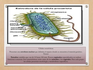 Células eucarióticas.
Presentan una envoltura nuclear que delimita el espacio donde se encuentra el material genético.
Tienen
Tamaños variables que van de 10 hasta 100 mm. Poseen orgánulos especializados en realizar
funciones concretas. Son características, entre otras, de los animales y los vegetales. Para cada grupo,
las células presentan morfología y metabolismo específicos.
 