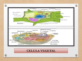 CELULA VEGETAL
 