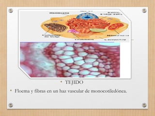 • TEJIDO
• Floema y fibras en un haz vascular de monocotiledónea.
 