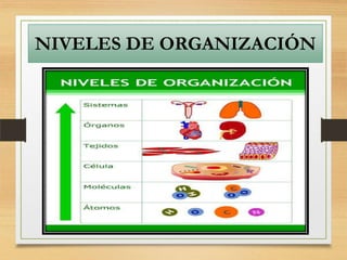 NIVELES DE ORGANIZACIÓN
 