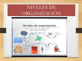 NIVELES DE
ORGANIZACIÓN
 