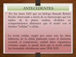 ANTECEDENTES
• No fue hasta 1665 que un biólogo llamado Robert
Hooke observando a través de su microscopio que los
tejidos de la planta estaban divididos en
compartimientos diminutos que él acuñó con el
término "cellulae" o célula.
• La teoría celular, surgió por tanto con las ideas
indirectas de la célula planteada como el elemento
esencial, el componente, unidad delos organismos
vivientes surgió, se puede decir que la teoría celular
fue formulada oficialmente entre 1838-1839.
 