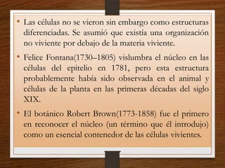 • Las células no se vieron sin embargo como estructuras
diferenciadas. Se asumió que existía una organización
no viviente por debajo de la materia viviente.
• Felice Fontana(1730–1805) vislumbra el núcleo en las
células del epitelio en 1781, pero esta estructura
probablemente había sido observada en el animal y
células de la planta en las primeras décadas del siglo
XIX.
• El botánico Robert Brown(1773-1858) fue el primero
en reconocer el núcleo (un término que él introdujo)
como un esencial contenedor de las células vivientes.
 