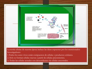 La teoría células de nuestra época incluye las ideas expuestas por los mencionados
Investigadores:
1.Todos los seres vivos están compuestos de células y productos celulares.
2.-Solo se forman células nuevas a partir de células preexistentes.
3.-Todas las células actuales son descendientes de células ancestrales.
 