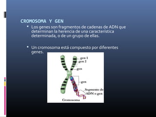 CROMOSOMA Y GEN
 Los genes son fragmentos de cadenas de ADN que
determinan la herencia de una característica
determinada, o de un grupo de ellas.
 Un cromosoma está compuesto por diferentes
genes.
 
