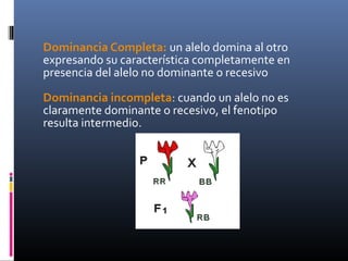 Dominancia Completa: un alelo domina al otro
expresando su característica completamente en
presencia del alelo no dominante o recesivo
Dominancia incompleta: cuando un alelo no es
claramente dominante o recesivo, el fenotipo
resulta intermedio.
 
