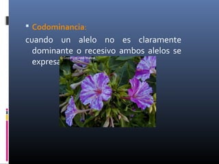  Codominancia:
cuando un alelo no es claramente
dominante o recesivo ambos alelos se
expresan.
 