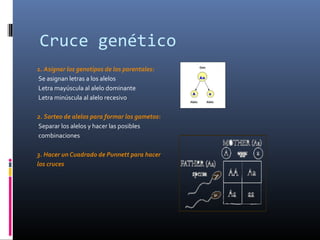 Cruce genético
1. Asignar los genotipos de los parentales:
Se asignan letras a los alelos
Letra mayúscula al alelo dominante
Letra minúscula al alelo recesivo
2. Sorteo de alelos para formar los gametos:
Separar los alelos y hacer las posibles
combinaciones
3. Hacer un Cuadrado de Punnett para hacer
los cruces
 