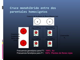 Cruce monohíbrido entre dos
parentales homocigotos
Aa (25%)Aa (25%)
Aa (25%)Aa (25%)
Gametos de
la planta de
flores rojas
(AA)
Gametos de la planta de flores blancas (aa)
A
A
a a
Generación
F1
Aa (25%)Aa (25%)
Aa (25%)Aa (25%)
Gametos de
la planta de
flores rojas
(AA)
Gametos de la planta de flores blancas (aa)
A
A
a a
Generación
F1
Frecuencia genotípica para F1: 100% Aa
Frecuencia fenotípica para F1: 100% Plantas de flores rojas
 