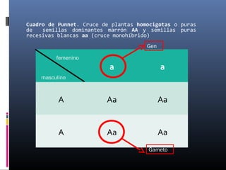 a a
A Aa Aa
A Aa Aa
femenino
masculino
Cuadro de Punnet. Cruce de plantas homocigotas o puras
de semillas dominantes marrón AA y semillas puras
recesivas blancas aa (cruce monohíbrido)
Gen
Gameto
 