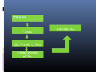GENES
ORGANISMO ACTUAL
COMPORTAMIENTO
ACTUAL
EXPERIENCIA
 