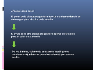 ¿Porque pasa esto?
El polen de la planta progenitora aporta a la descendencia un
alelo o gen para el color de la semilla
De los 2 alelos, solamente se expresa aquél que es
dominante (A), mientras que el recesivo (a) permanece
oculto.
El óvulo de la otra planta progenitora aporta el otro alelo
para el color de la semilla
 