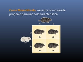 Cruce Monohíbrido: muestra como será la
progenie para una sola característica
 