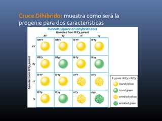 Cruce Dihíbrido: muestra como será la
progenie para dos características
 