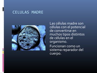 CELULAS MADRE
Las células madre son
células con el potencial
de convertirse en
muchos tipos distintos
de células en el
organismo.
Funcionan como un
sistema reparador del
cuerpo.
 