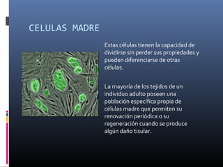 CELULAS MADRE
Estas células tienen la capacidad de
dividirse sin perder sus propiedades y
pueden diferenciarse de otras
células.
La mayoría de los tejidos de un
individuo adulto poseen una
población específica propia de
células madre que permiten su
renovación periódica o su
regeneración cuando se produce
algún daño tisular.
 