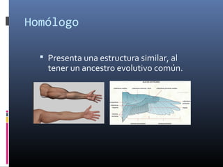 Homólogo
 Presenta una estructura similar, al
tener un ancestro evolutivo común.
 