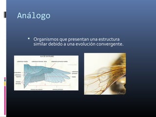 Análogo
 Organismos que presentan una estructura
similar debido a una evolución convergente.
 