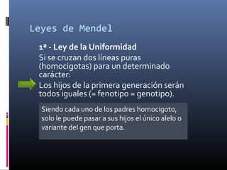 Leyes de Mendel
1ª - Ley de la Uniformidad
Si se cruzan dos líneas puras
(homocigotas) para un determinado
carácter:
Los hijos de la primera generación serán
todos iguales (= fenotipo = genotipo).
Siendo cada uno de los padres homocigoto,
solo le puede pasar a sus hijos el único alelo o
variante del gen que porta.
 