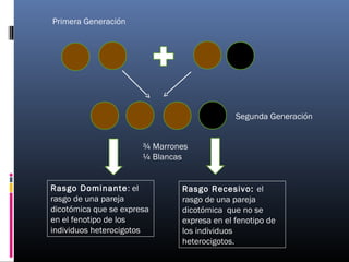 Primera Generación
¾ Marrones
¼ Blancas
Segunda Generación
Rasgo Dominante: el
rasgo de una pareja
dicotómica que se expresa
en el fenotipo de los
individuos heterocigotos
Rasgo Recesivo: el
rasgo de una pareja
dicotómica que no se
expresa en el fenotipo de
los individuos
heterocigotos.
 