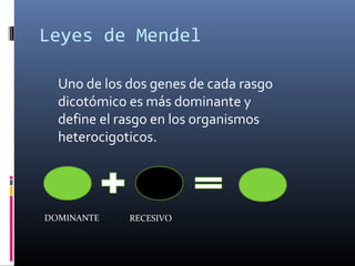 Leyes de Mendel
Uno de los dos genes de cada rasgo
dicotómico es más dominante y
define el rasgo en los organismos
heterocigoticos.
DOMINANTE RECESIVO
 