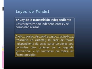 Leyes de Mendel
4ª Ley de la transmisión independiente
Los caracteres son independientes y se
combinan al azar.
4ª Ley de la transmisión independiente
Los caracteres son independientes y se
combinan al azar.
Cada pareja de alelos que controla yCada pareja de alelos que controla y
transmite un carácter, lo hace de formatransmite un carácter, lo hace de forma
independiente de otros pares de alelos queindependiente de otros pares de alelos que
controlan otro carácter en la segundacontrolan otro carácter en la segunda
generación, y se combinan en todas lasgeneración, y se combinan en todas las
formas posiblesformas posibles.
Cada pareja de alelos que controla yCada pareja de alelos que controla y
transmite un carácter, lo hace de formatransmite un carácter, lo hace de forma
independiente de otros pares de alelos queindependiente de otros pares de alelos que
controlan otro carácter en la segundacontrolan otro carácter en la segunda
generación, y se combinan en todas lasgeneración, y se combinan en todas las
formas posiblesformas posibles.
 