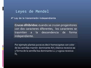 Leyes de Mendel
Cruces dihíbridos: cuando se cruzan progenitores
con dos caracteres diferentes, los caracteres se
trasmiten a la descendencia de forma
independiente.
4ª Ley de la transmisión independiente
Por ejemplo plantas puras es decir homocigotas con color
de las semillas marrón dominante AA y blanco recesivo aa
y forma de la semilla lisa dominante LL y rugosa recesiva
ll),
 