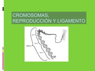 CROMOSOMAS,
REPRODUCCIÓN Y LIGAMENTO
 