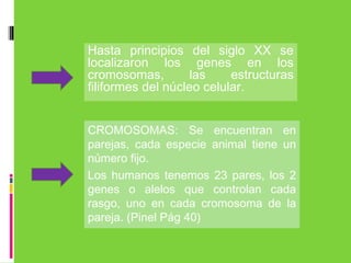 Hasta principios del siglo XX se
localizaron los genes en los
cromosomas, las estructuras
filiformes del núcleo celular.
CROMOSOMAS: Se encuentran en
parejas, cada especie animal tiene un
número fijo.
Los humanos tenemos 23 pares, los 2
genes o alelos que controlan cada
rasgo, uno en cada cromosoma de la
pareja. (Pinel Pág 40)
 