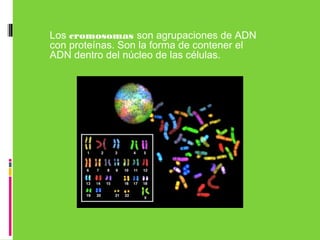 Los cromosomas son agrupaciones de ADN
con proteínas. Son la forma de contener el
ADN dentro del núcleo de las células.
 