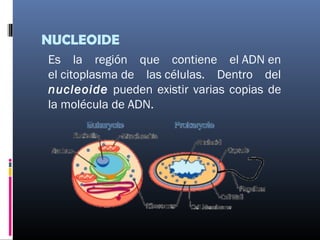 NUCLEOIDE
Es la región que contiene el ADN en
el citoplasma de las células. Dentro del
nucleoide pueden existir varias copias de
la molécula de ADN.
 