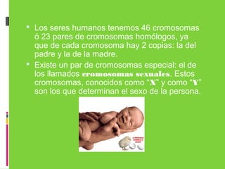  Los seres humanos tenemos 46 cromosomas
ó 23 pares de cromosomas homólogos, ya
que de cada cromosoma hay 2 copias: la del
padre y la de la madre. 
 Existe un par de cromosomas especial: el de
los llamados cromosomas sexuales. Estos
cromosomas, conocidos como “X” y como “Y”
son los que determinan el sexo de la persona.
 