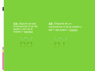 XX: Dispone de dos
cromosomas X (el del
padre y uno de la
madre) = hembra
XY: Dispone de un
cromosoma X de la madre y
del Y del padre = macho
 